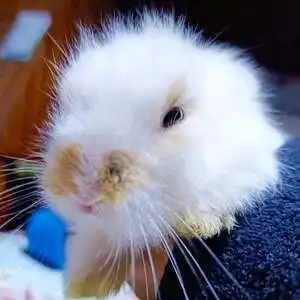 Animalitos en adopción en Montevideo, representando la importancia de adoptar animales en la ciudad.