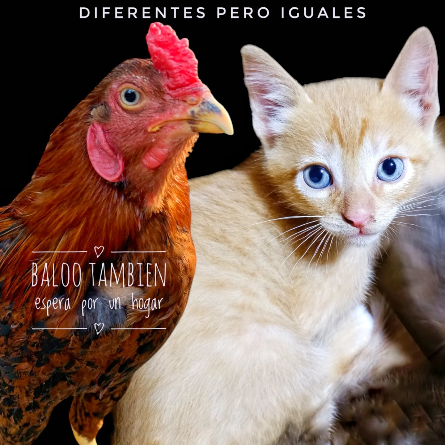 Perro y gato en adopción, adoptando animales para darles un hogar lleno de amor.