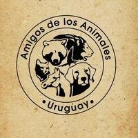 Refugio Amigos de los Animales en Paysandú, Uruguay – adopción y cuidado de mascotas