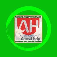 Refugio Animal Help: hogar temporal para perros y gatos en búsqueda de una familia