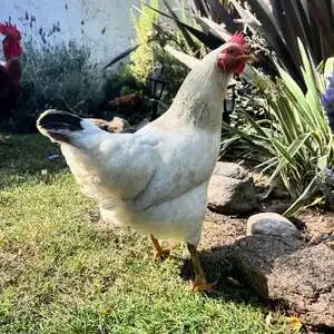 "Perro y gato en adopción en Montevideo, Uruguay, en un refugio local dedicado a encontrar hogares responsables para animales rescatados."