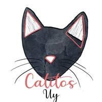 Catitos, refugio de gatos en adopción en Uruguay, ofreciendo gatos de todas las edades para adopción responsable