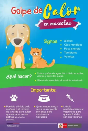 Infografía sobre los signos de un perro con calor