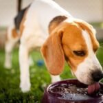 Perro tomando agua fresca, consejos sobre cómo cuidar a tu perro en el verano