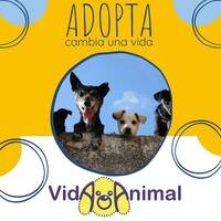 Refugio Vida Animal en Flores, Uruguay