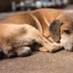 Perro callejero adoptado recibiendo cariño de su nuevo dueño en casa, simbolizando los beneficios de la adopción y el amor incondicional.