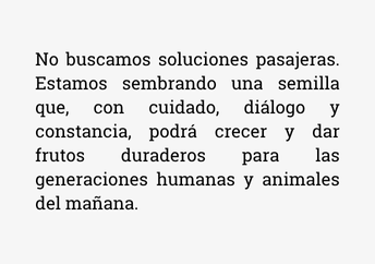 refugio-de-gatos-para-adoptar