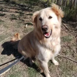 "Labradores en adopción en Uruguay buscando hogar - perros de raza rescatados listos para adoptar gratis"